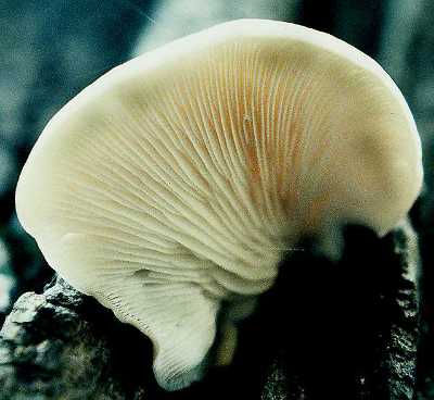 Pleurotus